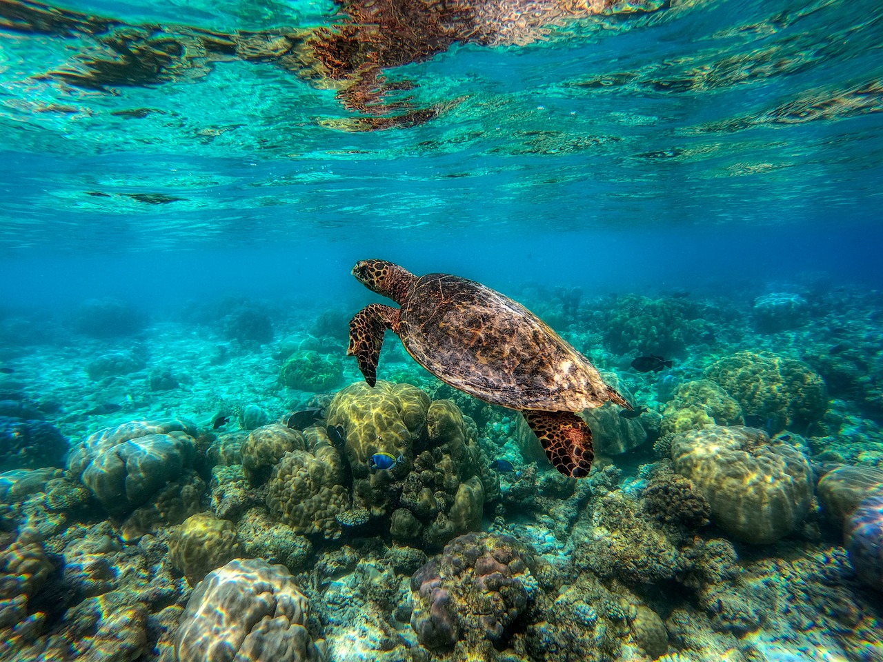 Reef Diving Explore Make To Maldives Paradise